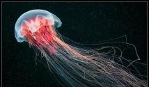 Разнообразие способов бесполого размножения сцифоидных медуз