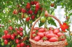 Бабушкины рецепты помидор в бочках: как правильно солить