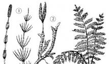Какие растения называют споровыми: их характерные признаки Характерные признаки высших споровых растений