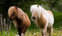 Кони пони — что это за вид лошади и какие они имеют признаки Пони домашние животные