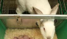 Когда отсаживать крольчат от крольчихи — советы начинающим Отъем крольчат