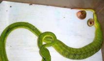 Брачный период. Размножение и развитие. Как рожают змеи свое потомство? Как называется место размножения змей
